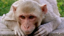 Monkey Thieves show
