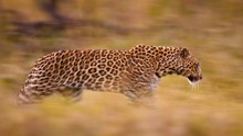 Leopards Of The Dead Tree Island Programma