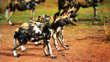 Une vie de chien Voir la fiche programme