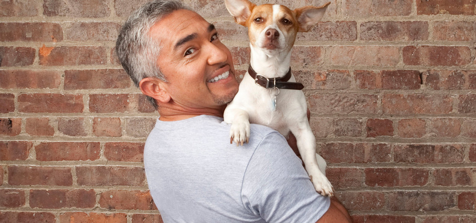 Brand new Dog Whisperer