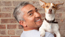 The Dog Whisperer show