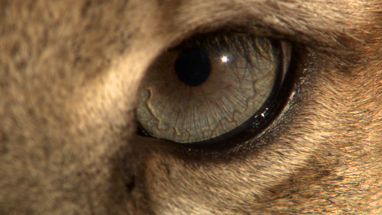 http://media.natgeotv.com/Shows/17117.jpg