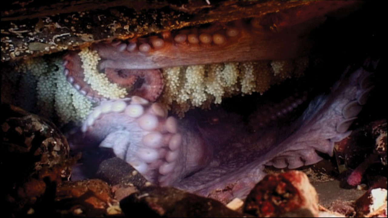 http://media.natgeotv.com/Shows/1713.jpg