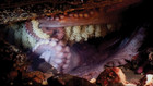 Giant Octopus