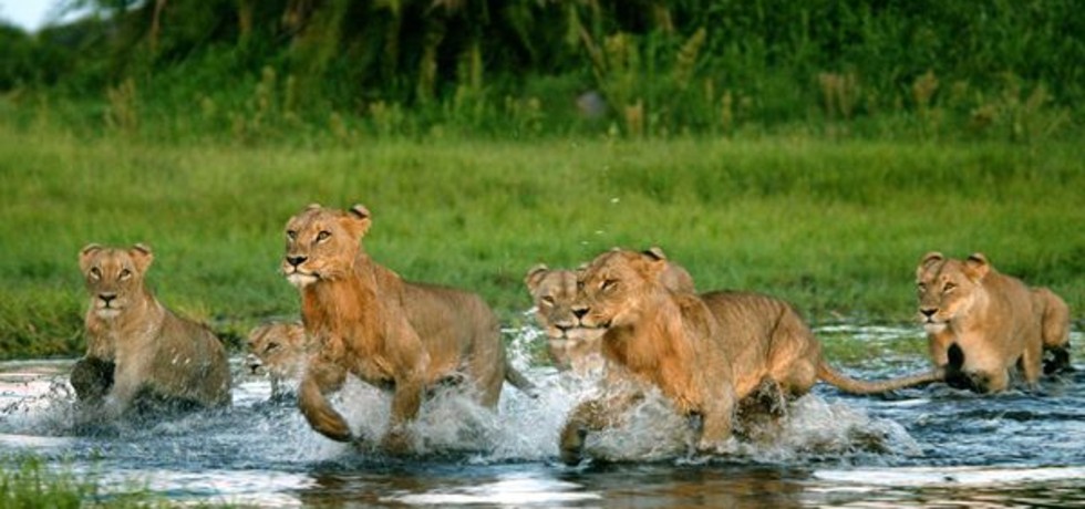 Last Lions