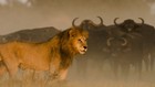 Last Lions