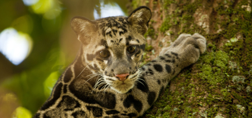 Clouded Leopards