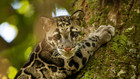 Clouded Leopards