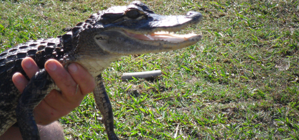 Fugarii