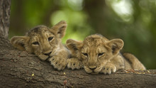Wildes Indien Programm