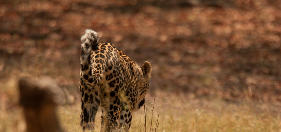 Leopards of Dead Tree Island