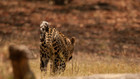 Leopards of Dead Tree Island