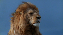 Les lions cannibales Voir la fiche programme