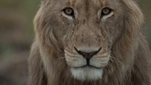 Swamp Lions Programma