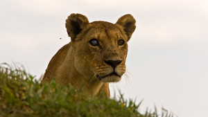 Les derniers lions Voir la fiche programme