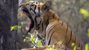 Wild India show