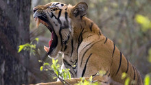 Wild India show