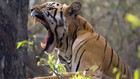 Wild India