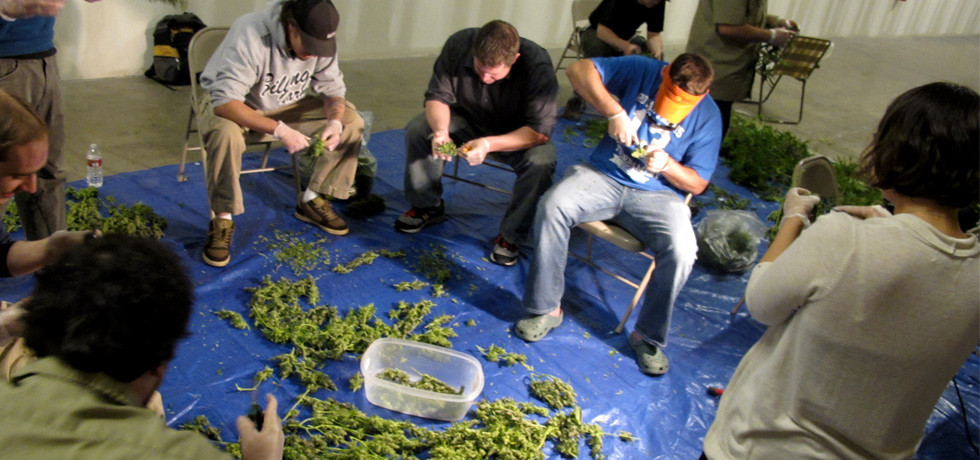 American Weed