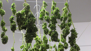 American Weed show