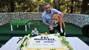金牌馴狗師 Dog Whisperer show