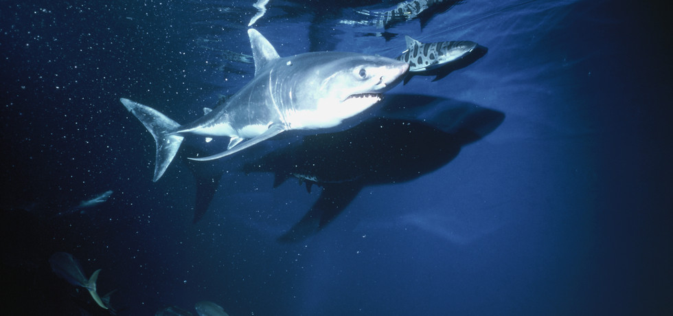 Deadly Jaws