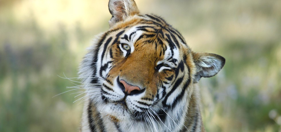 Ma vie avec les tigres
