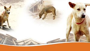 WSPA Programma