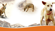 WSPA Programma