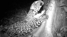 Nocne łowy: Zasadzka na jaguara program