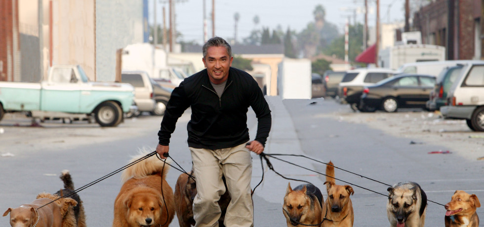 Dog Whisperer