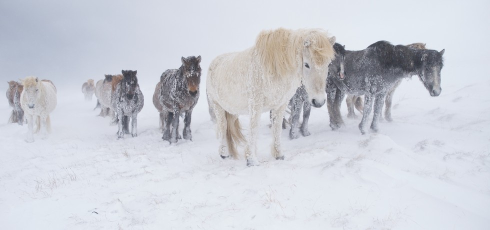 Nordic Wild