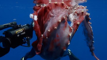 Hunt For The Giant Squid show