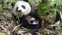 Chinas Riesen-Panda Programm