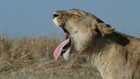 Les lions des marais