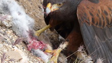 Aerial Assasins aka Raptors show