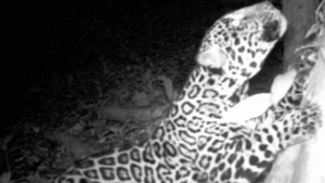 Night Stalkers: Jaguar Ambush show