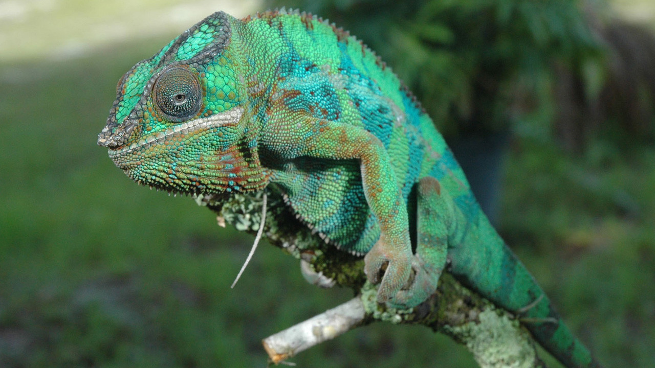 http://media.natgeotv.com/Shows/1799.jpg