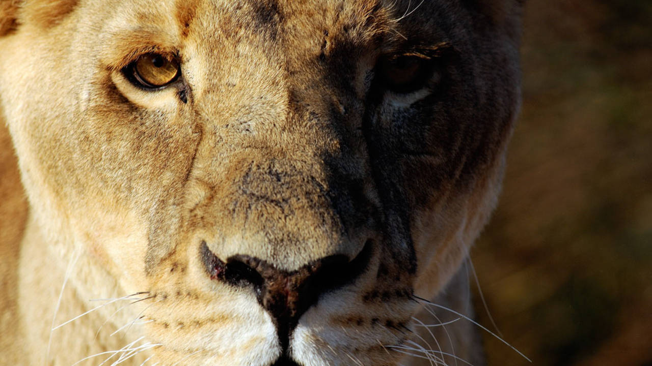 http://media.natgeotv.com/Shows/181.jpg