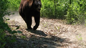 Animale feroce documentar