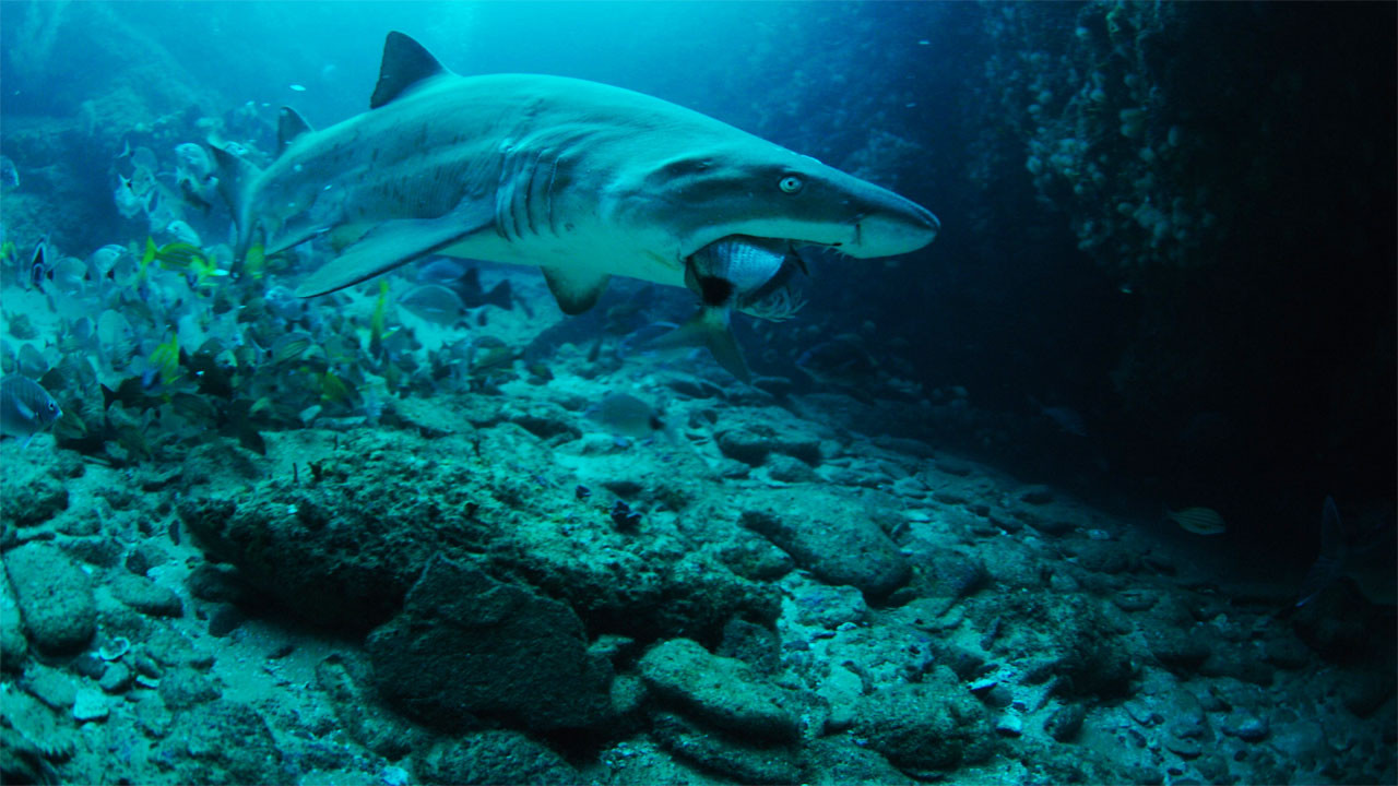 http://media.natgeotv.com/Shows/1835.jpg