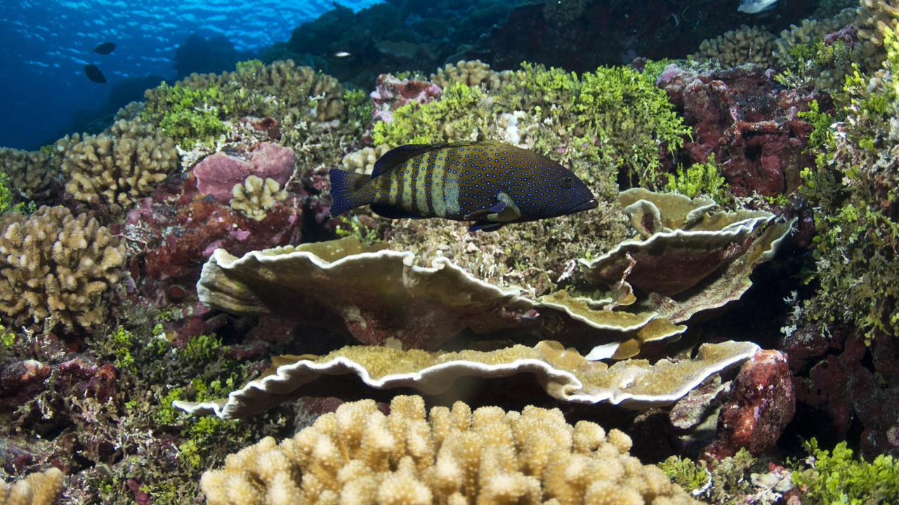 http://media.natgeotv.com/Shows/1841.jpg