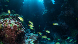Pacific Ocean Paradise show