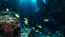 Pacific Ocean Paradise show