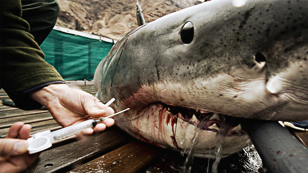 Shark Men