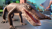 When Crocs Ate Dinosaurs show