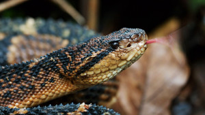 World's Deadliest Animals show