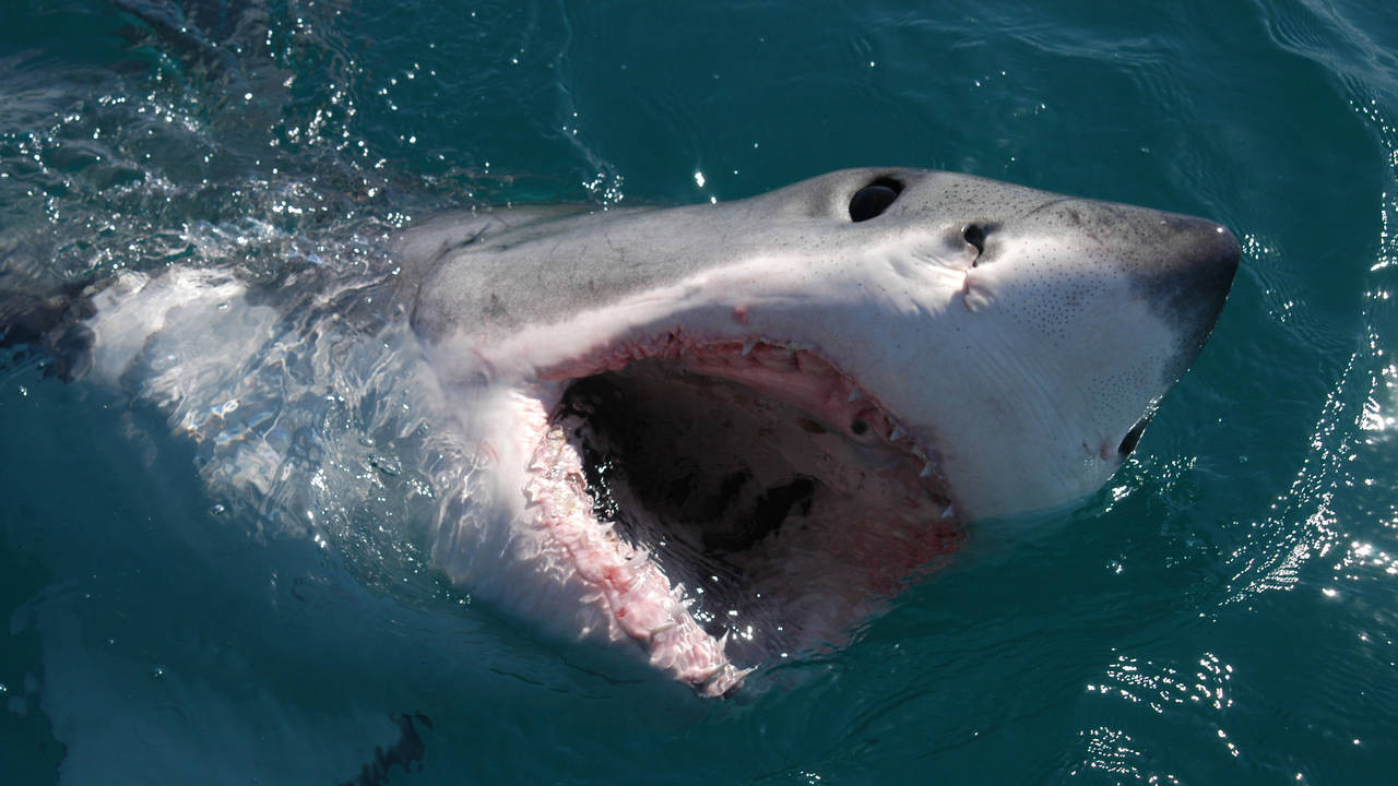 http://media.natgeotv.com/Shows/2166.jpg