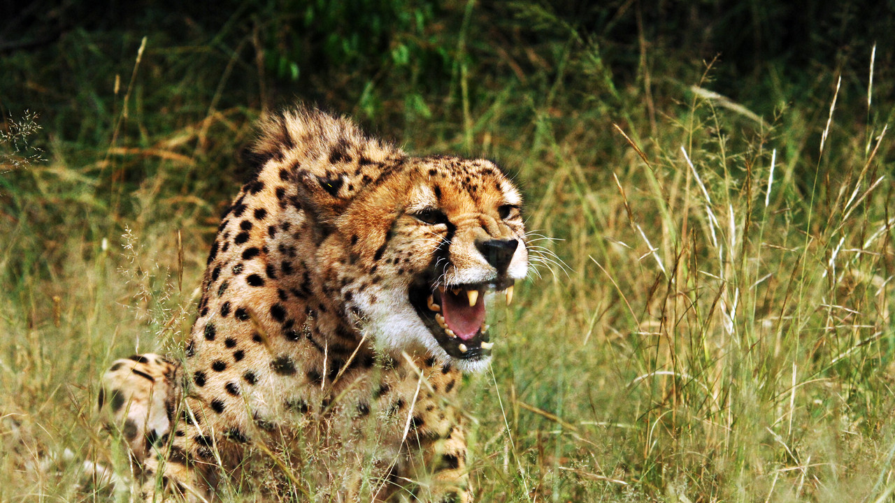 Wild African Cheetah wild cheetah