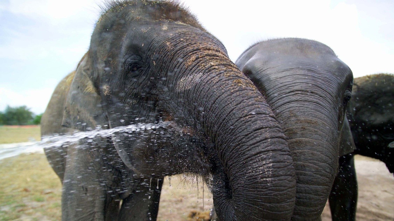 http://media.natgeotv.com/Shows/2333.jpg
